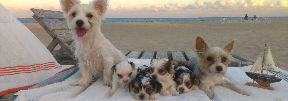 AKC Parti Yorkie Puppy for Sale