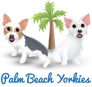 Palm Beach Yorkies, Parti Yorkie Puppies for Sale, AKC Parti Color Yorkshire Terriers for Sale