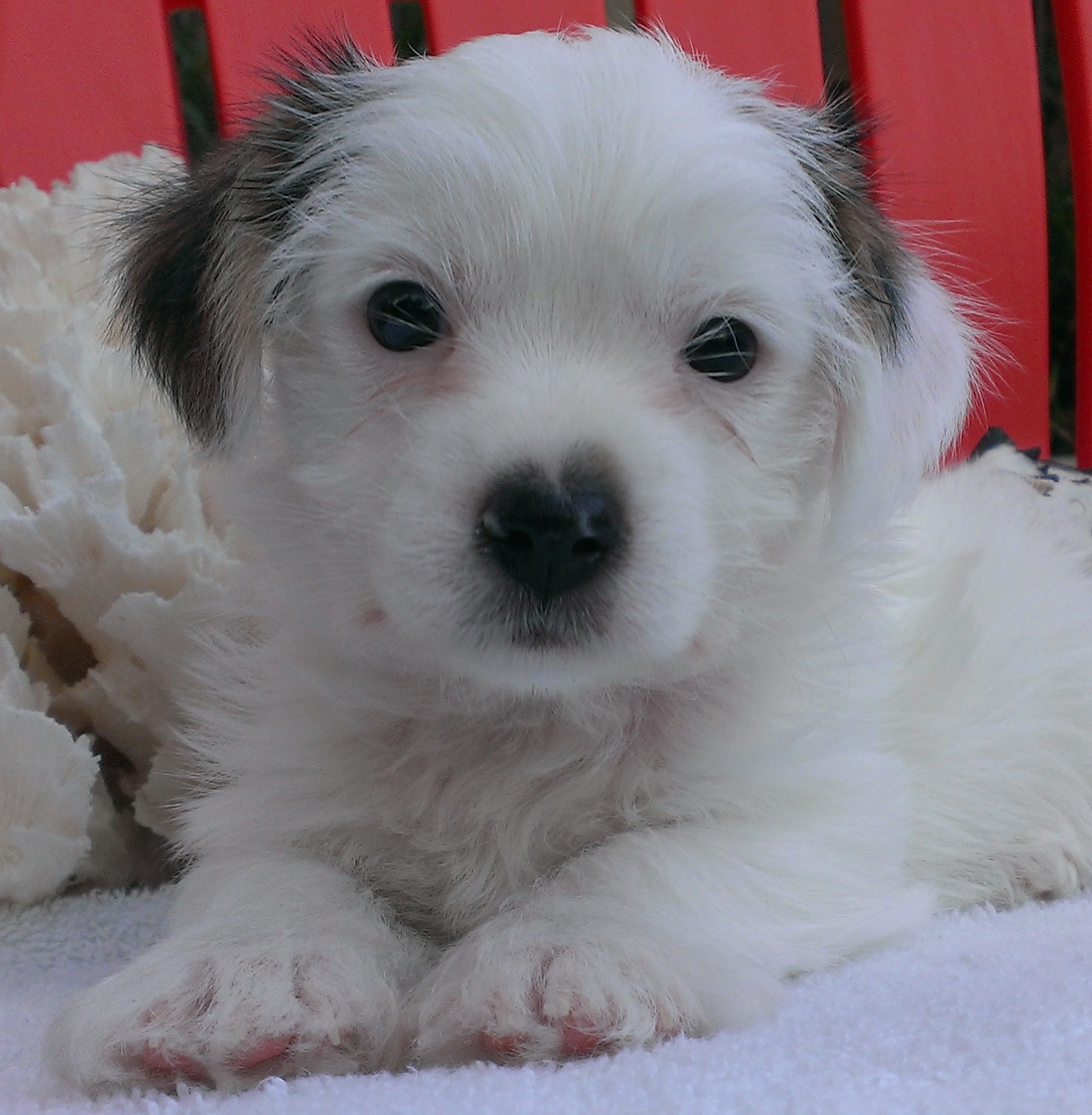 parti yorkie puppies for sale near me